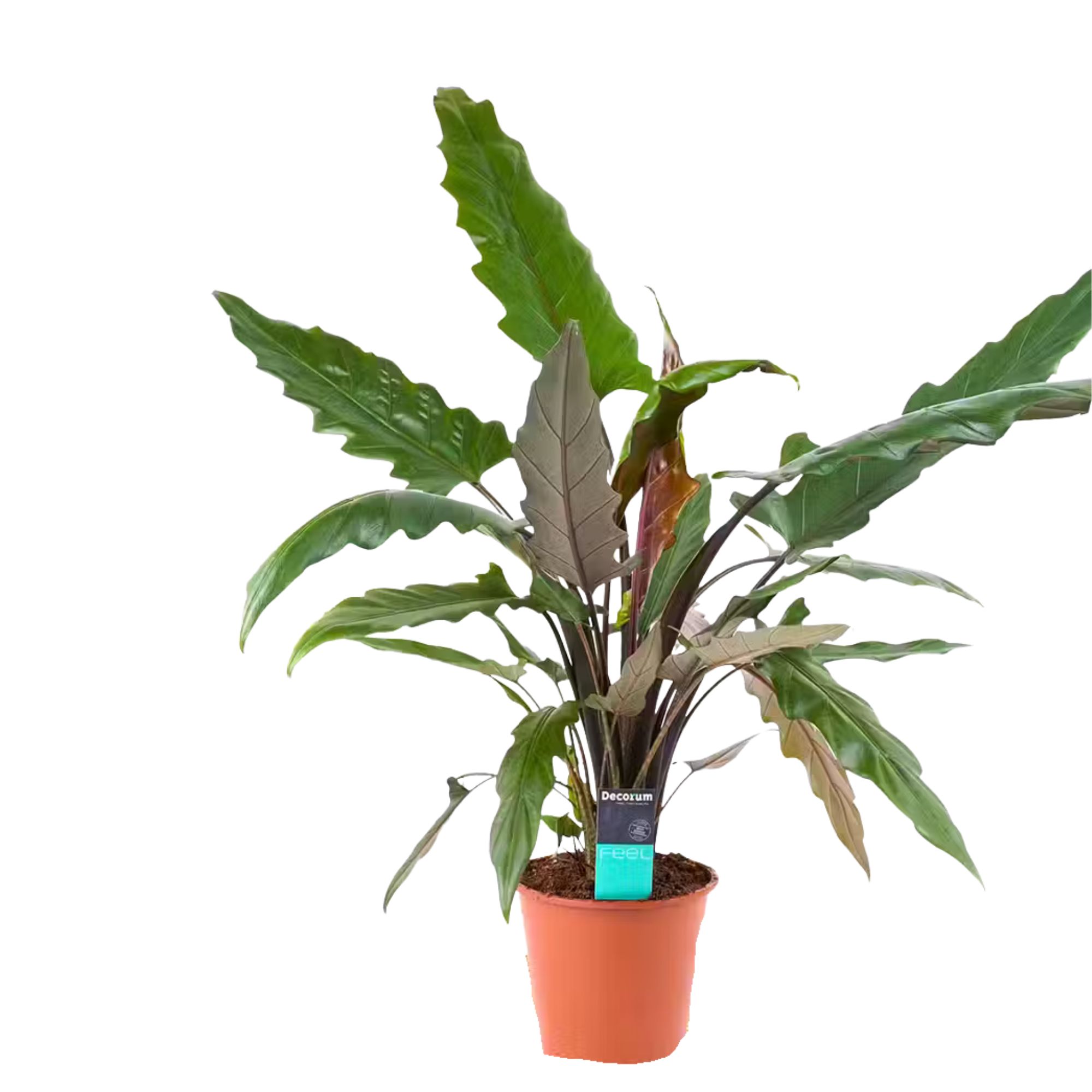 Alocasia Lauterbachiana  